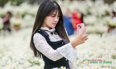 Mùa cúc họa mi rực trắng Động Tiên Sơn