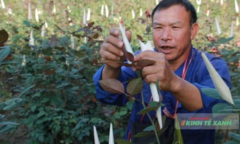 Người trồng hoa Thanh Hóa "vượt nắng thắng mưa" chờ đợi vụ hoa Tết