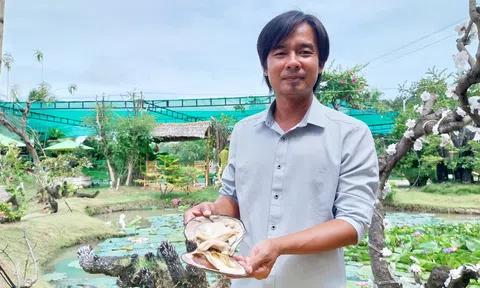 Chàng kỹ sư IT với ý tưởng nuôi trai nước ngọt lấy ngọc
