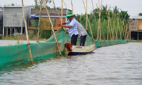 Trải nghiệm Lc88.men Cá cược thể thao trên cánh đồng nuôi cá mùa nước nổi ở Đồng Tháp