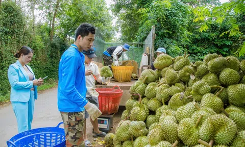 Gieo khát vọng nâng tầm trái sầu riêng