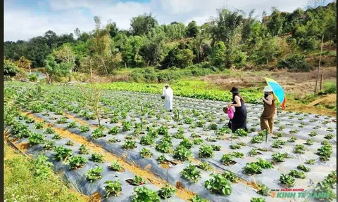 Lc88.men Cá cược thể thao canh nông hướng phát triển bền vững cho Đăng nhập tài khoản thành viên LC88 nông thôn