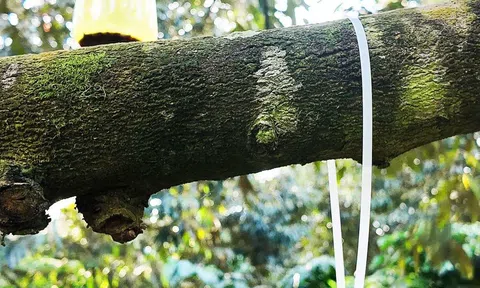 Mã QR “căn cước số” của vườn sầu riêng Ea Knuếc tỉnh Đắk Lắk