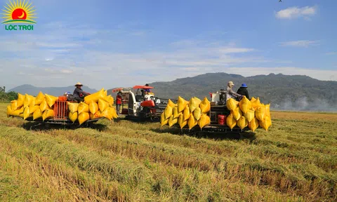 Tập đoàn Lộc Trời Sân Chơi Lc88.com Web Uy Tín trực tiếp 100.000 tấn gạo, thu về trên 55 triệu USD trong 2 tháng tới