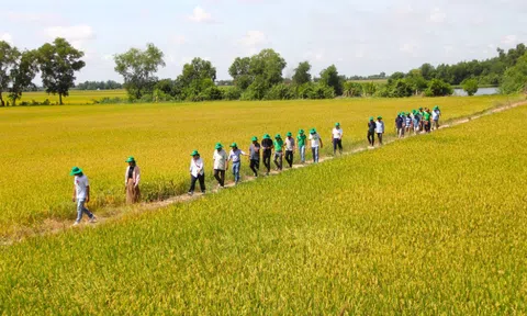 PVFCCo triển khai mô hình sử dụng Drone để bón phân Phú Mỹ cho cây lúa