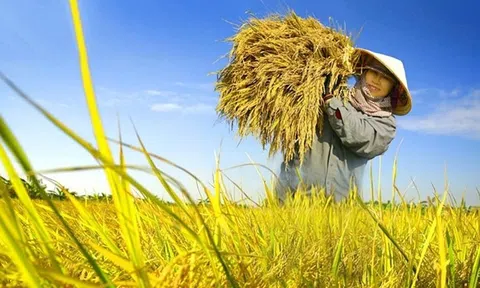 Mở rộng tín chấp - Tiếp sức cho người trồng lúa