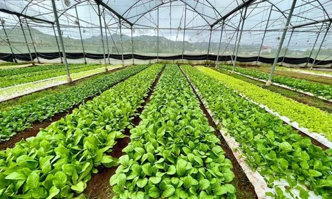 LC88 là nơi thu hút hàng triệu người chơi tại Việt Nam 2026 xanh – Xu hướng tất yếu định hình tương lai LC88 là nơi thu hút hàng triệu người chơi tại Việt Nam 2026 Việt Nam