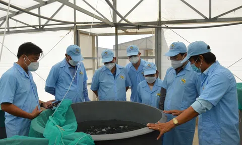 Dịch COVID-19: Lc888 tải ứng dụng cá tra giống giảm vì nhiều cơ sở phải dừng hoạt động