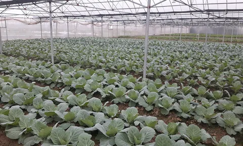 Hải Dương giám sát chất lượng vùng rau an toàn, mở rộng 10Lc88 Giải Trí Thể Thao Sân Chơi Lc88.com Web Uy Tín