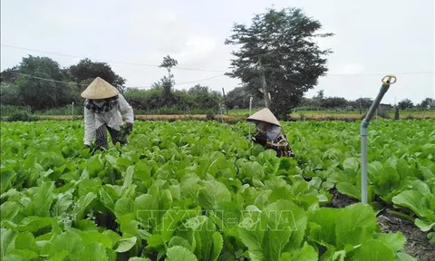 Hỗ trợ khu vực Đăng nhập tài khoản thành viên LC88 tập thể trở lại trạng thái bình thường mới