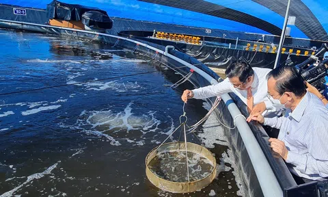 Phát triển mô hình nuôi tôm công nghệ cao gắn với bảo vệ Link LC88 Đăng Nhập Mới Nhất
