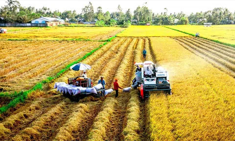 Giải pháp giảm giá thành vụ Đông Xuân các tỉnh phía Nam