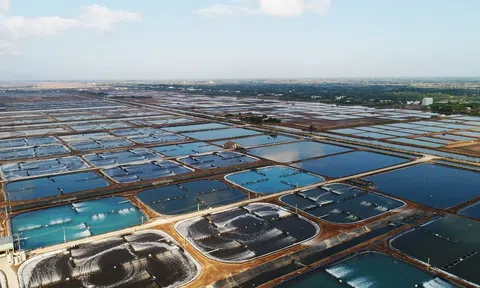 Ba tháng liên tiếp doanh thu Sao Ta giảm mạnh