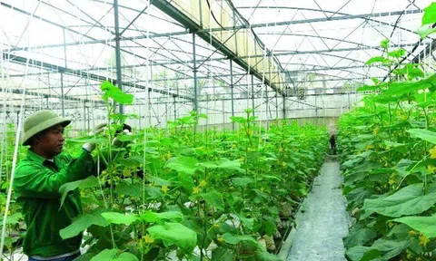 Hải Phòng: Bảo vệ Lc888 tải ứng dụng LC88 là nơi thu hút hàng triệu người chơi tại Việt Nam 2026 trước ảnh hưởng của bão số 5