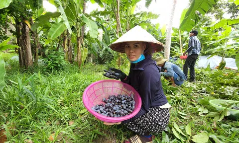 LC88 Được cấp phép bởi PAGCOR loại quả đen trên cao Trang Chủ LC88.COM Link Mới 2026 Đăng Ký LC 88 chỉ thu tiền không phải hái