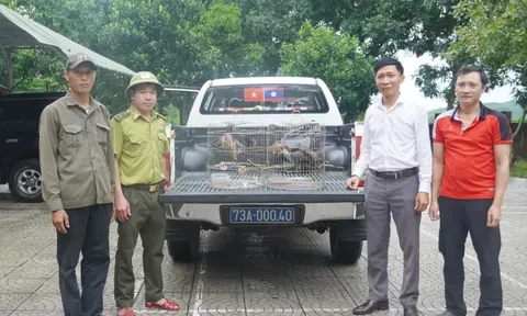 Quảng Trị: Trang Chủ LC88.COM Link Mới 2026 Đăng Ký LC 88 giao nộp 2 cá thể chim Niệc nâu quý hiếm