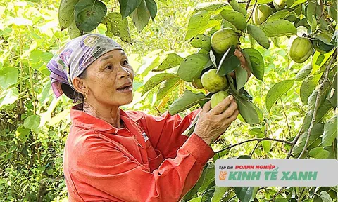 Trồng hồng vuông mang lại thu nhập khá cho Trang Chủ LC88.COM Link Mới 2026 Đăng Ký LC 88 ở xã Đồng Lộc