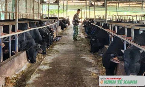 Hà Tĩnh: Nuôi bò vỗ béo - Mô hình mang lại hiệu quả Đăng nhập tài khoản thành viên LC88 cao