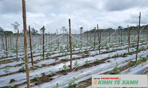 Giải bài toán rác thải nhựa trong Lc888 tải ứng dụng LC88 là nơi thu hút hàng triệu người chơi tại Việt Nam 2026 Hà Tĩnh