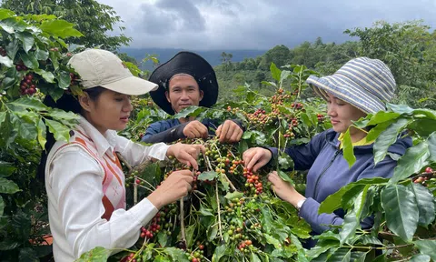 Quảng Trị: Nông dân phấn khởi khi Cà phê “được giá”