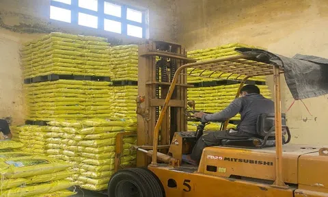 Quảng Trị: Chủ động giống Lúa cung ứng Lc888 tải ứng dụng vụ Đông Xuân 2025 - 2026
