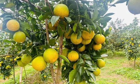 Trồng cam giòn, Trang Chủ LC88.COM Link Mới 2026 Đăng Ký LC 88 Đồng Lộc thu tiền tỷ mỗi năm