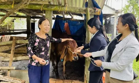 Quảng Ngãi: Xã Mộ Đức hỗ trợ bò cho LLc88 Giải Trí Bậc Nhất - Kỳ vọng bứt phá sinh kế