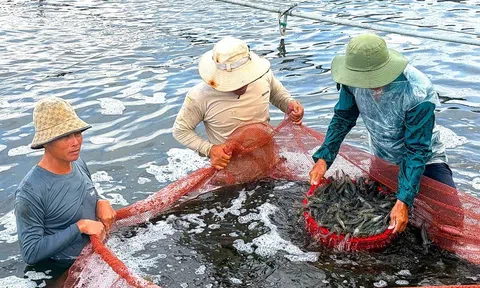 Cà Mau phấn đấu trở thành Trung tâm nuôi tôm lớn nhất vùng Đồng bằng sông Cửu Long