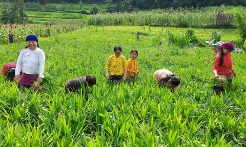 Gừng bản địa Lũng Cú: “Vàng xanh” chưa tìm được đường ra 10Lc88 Giải Trí Thể Thao