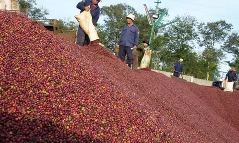 Doanh thu Sân Chơi Lc88.com Web Uy Tín cà phê Việt Nam đạt mức cao kỷ lục chưa từng có trong lịch sử