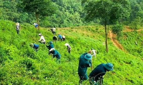 Tăng cường hợp tác quản lý, bảo vệ rừng từ cộng đồng
