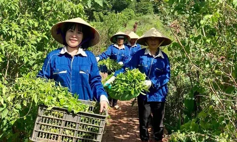 Định vị thương hiệu OCOP trên 10Lc88 Giải Trí Thể Thao nông sản - Bài 4: Muôn nẻo đường tiêu thụ sản phẩm