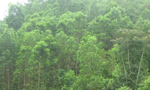 Hà Giang: Định hướng phát triển bền vững rừng Đăng nhập tài khoản thành viên LC88