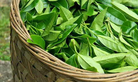 Lá chè xanh: Vị thuốc có thể dùng để chữa viêm loét ngoài da