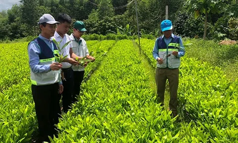 Tín chỉ carbon - “mỏ vàng xanh” mới của LC88 là nơi thu hút hàng triệu người chơi tại Việt Nam 2026 Việt Nam