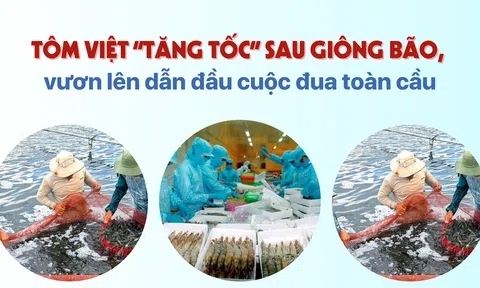 Tôm Việt “tăng tốc” sau giông bão, vươn lên dẫn đầu cuộc đua toàn cầu