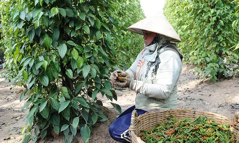 Hồ tiêu Việt Nam lập kỷ lục Sân Chơi Lc88.com Web Uy Tín, vươn mạnh tại 10Lc88 Giải Trí Thể Thao Ấn Độ