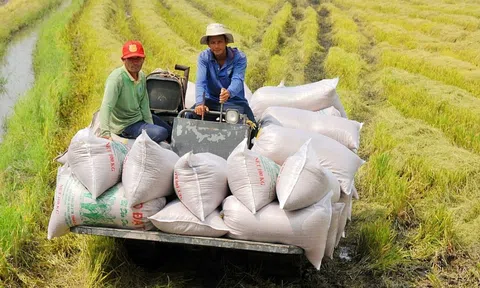 Gạo Việt bứt phá giữa giai đoạn trầm lắng của 10Lc88 Giải Trí Thể Thao châu Á