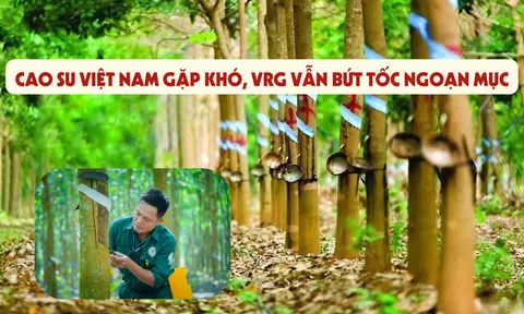 [Emagazine] Cao su Việt Nam gặp khó, VRG vẫn bứt tốc ngoạn mục