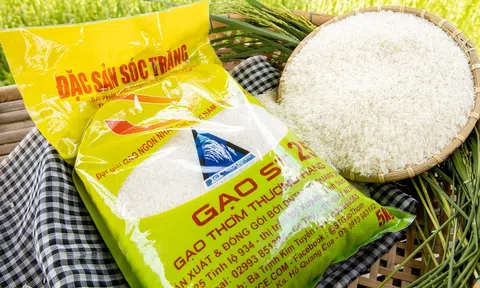 Hạt gạo ven biển và bí quyết giúp ST25 vượt qua gạo ngon thế giới
