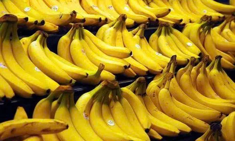 Bệnh Panama - “cơn ác mộng” của ngành chuối toàn cầu