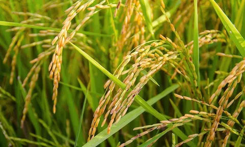 10Lc88 Giải Trí Thể Thao nông sản tuần qua: Giá lúa gạo có xu hướng tăng