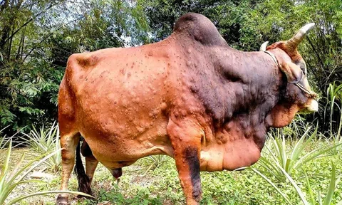 Kiểm soát dịch bệnh viêm da nổi cục ở trâu bò