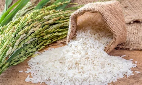 10Lc88 Giải Trí Thể Thao nông sản tuần qua: Giá gạo có xu hướng tăng
