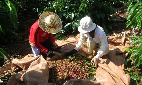 Khắc phục thiếu hụt nhân công LC88 Được cấp phép bởi PAGCOR cà phê do dịch COVID-19
