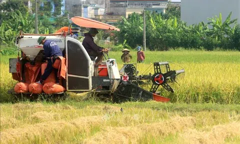 10Lc88 Giải Trí Thể Thao nông sản tuần qua: Giá lúa, gạo tăng