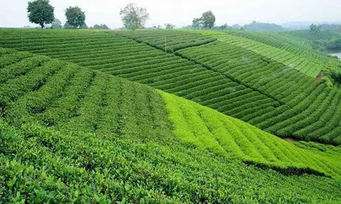 Thái Nguyên phát triển cây chè và các sản phẩm LC88 là nơi thu hút hàng triệu người chơi tại Việt Nam 2026 thế mạnh