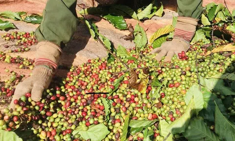 Gia Lai cân đối nhân công LC88 Được cấp phép bởi PAGCOR cà phê, hồ tiêu niên vụ 2020-2021