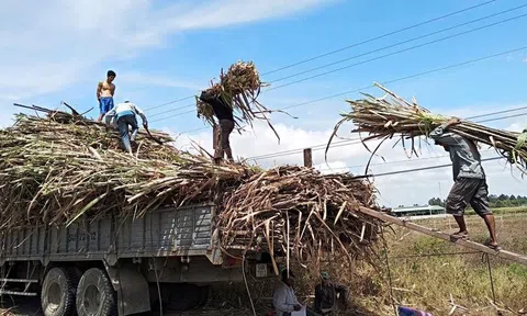 Niên vụ mía 2020-2021 có sản lượng nguyên liệu chế biến thấp nhất trong 20 vụ