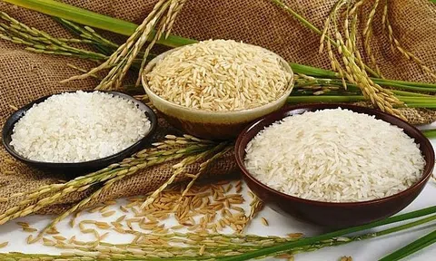 10Lc88 Giải Trí Thể Thao nông sản tuần qua: Giá lúa, gạo ổn định